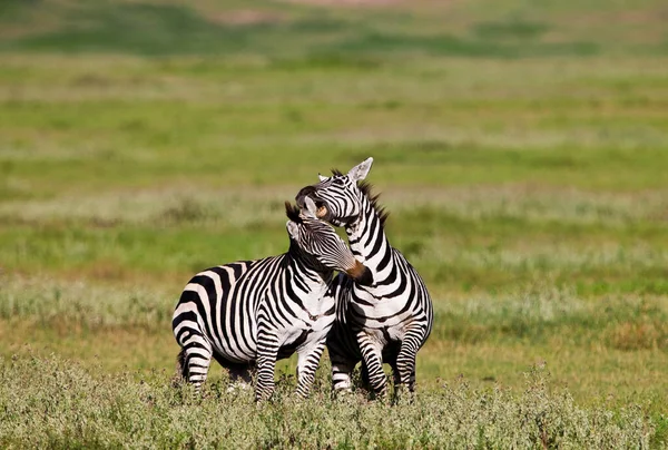 Zebror Ngorongorokratern Tanzania — Stockfoto