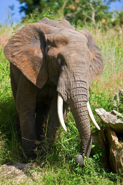 Słoń Afrykański Park Narodowy Tarangire Tanzania — Zdjęcie stockowe