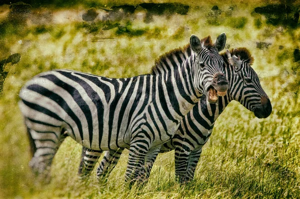 Zebry Kraterze Ngorongoro Tanzania — Zdjęcie stockowe