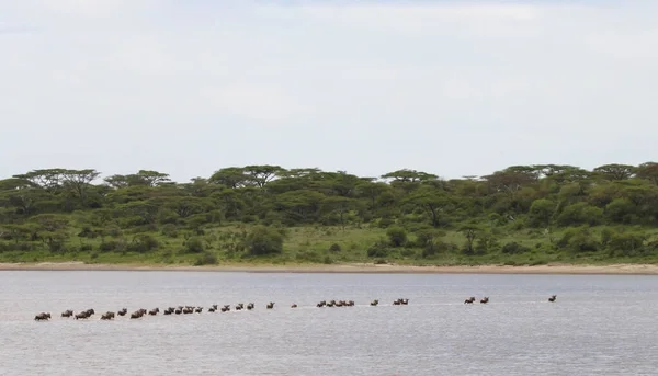 Wildebeests Maasai Mara Kenia — kuvapankkivalokuva
