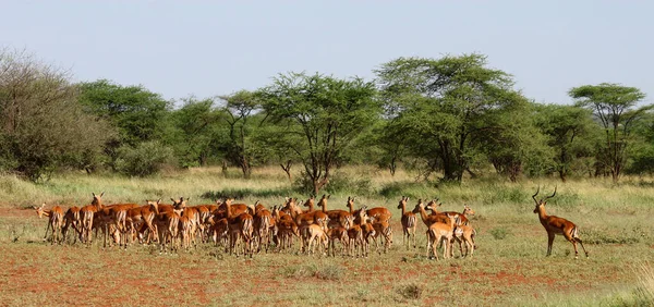 Антилопы Импала Национальный Парк Тарангире Танзания — стоковое фото