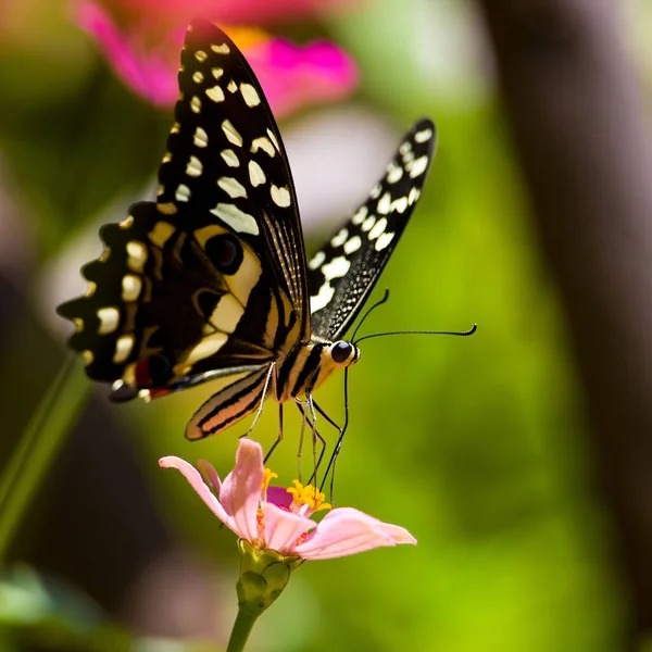 Hermosa Mariposa Descansa Sobre Una Flor Parque Nacional Del Lago — Foto de Stock