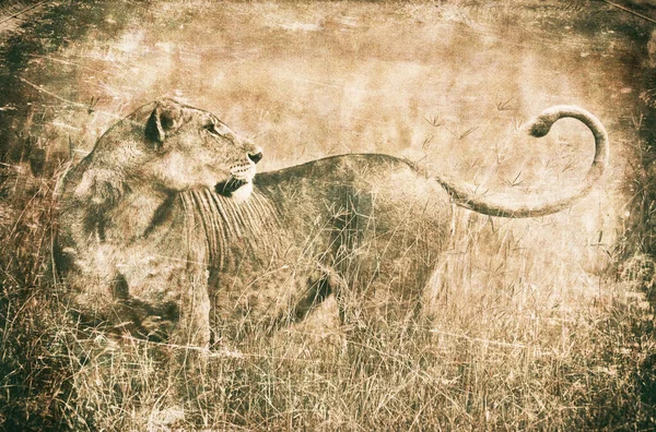 Leões Jovens Parque Nacional Nakuru Quênia — Fotografia de Stock