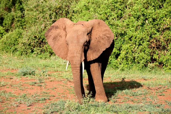 Elefantes Africanos Parque Nacional Kruger Sudáfrica — Foto de Stock