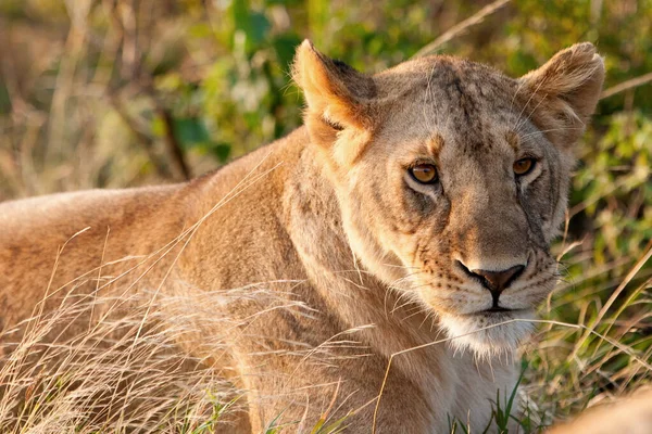 Afrikanisches Löwenweibchen Hlane Nationalpark Swasiland — Stockfoto