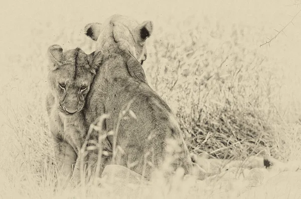 Левиці Національному Парку Серенгеті Танзанія — стокове фото