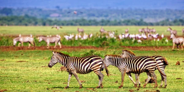 Zebry Národním Parku Manyara Tanzanie — Stock fotografie