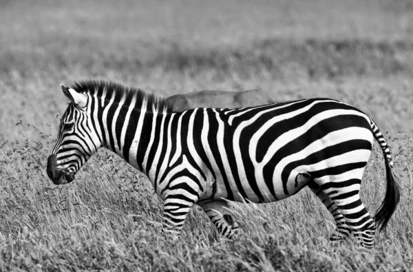 Zebry Národním Parku Serengeti Tanzanie — Stock fotografie