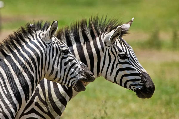 Zebre Nel Parco Nazionale Del Serengeti Tanzania — Foto Stock