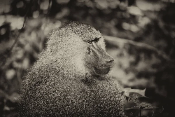 Foto Preto Branco Macaco Jovem — Fotografia de Stock