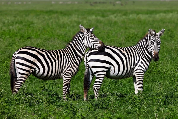 Zebras Cratera Ngorongoro Tanzânia — Fotografia de Stock