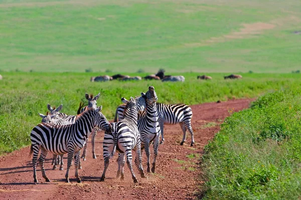 Zebralar Ngorongoro Kraterinde Tanzanya — Stok fotoğraf