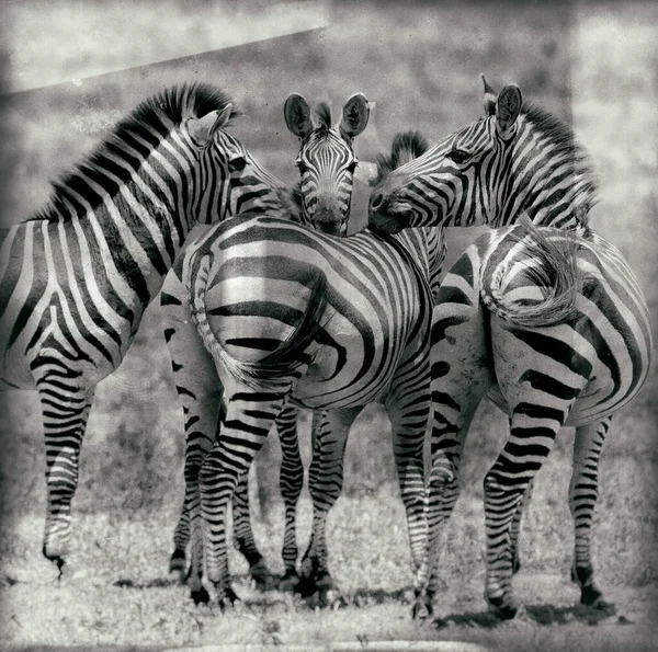 Zebre Nel Cratere Ngorongoro Tanzania — Foto Stock