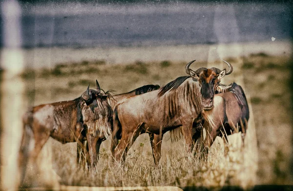 Immagine Stile Vintage Del Tramonto Africano Con Blue Wildebeests Maasai — Foto Stock