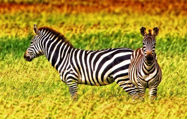 Zebras Στο Εθνικό Πάρκο Serengeti Τανζανία — Φωτογραφία Αρχείου
