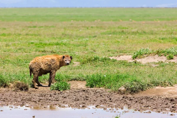 Een Close Shot Van Een Schattige Afrikaanse Amerikaanse Leeuw Savanne — Stockfoto