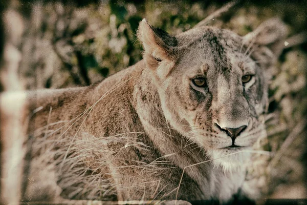 Африканська Самиця Лева Національному Парку Глейн Свазіленд — стокове фото