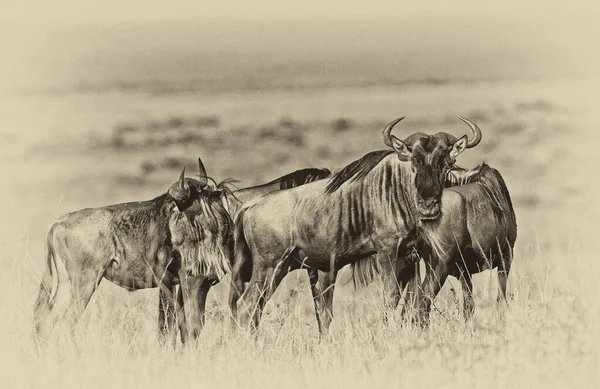 Imagem Estilo Vintage Pôr Sol Africano Com Gnus Azuis Maasai — Fotografia de Stock
