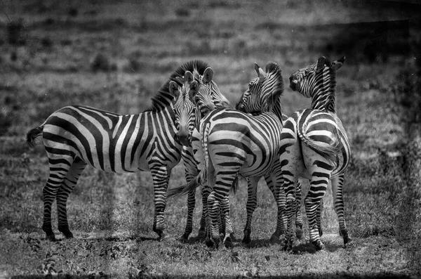 탄자니아의 분화구에 얼룩말 — 스톡 사진