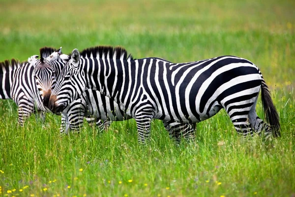 Zebry Kraterze Ngorongoro Tanzania — Zdjęcie stockowe