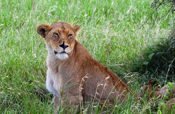 Afrikansk Kvinnelig Løve Hlane Nasjonalpark Swaziland – stockfoto