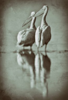 Kenya Nakuru Milli Parkı 'ndaki gölde güzel bir pelikan.