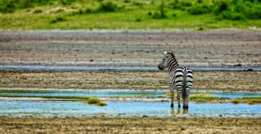 Zebras in the Serengeti National Park, Tanzania clipart