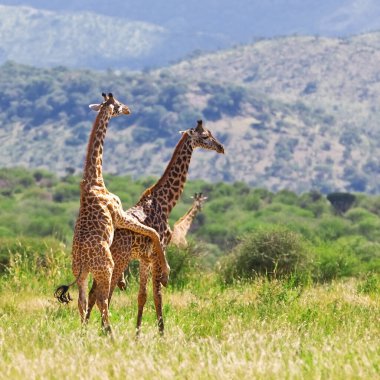 Zürafalar (Giraffa camelopardalis) Botsvana, Afrika 'da Okavango Deltası' nda