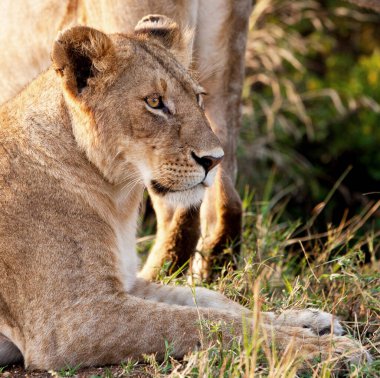 Serengeti Ulusal Parkı, Tanzanya 'da dişi aslan.