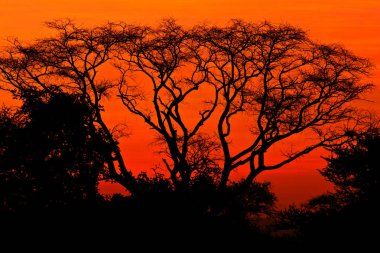 Güney Afrika 'daki Kruger Ulusal Parkı' nda Afrika gün batımı