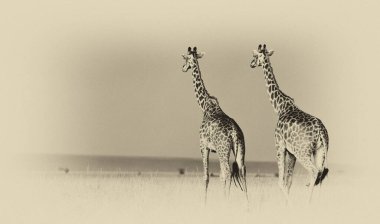 Zürafalar (Giraffa camelopardalis) Botsvana, Afrika 'da Okavango Deltası' nda