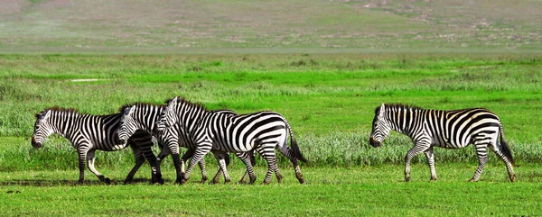 Zebralar Ngorongoro Kraterinde Tanzanya — Stok fotoğraf