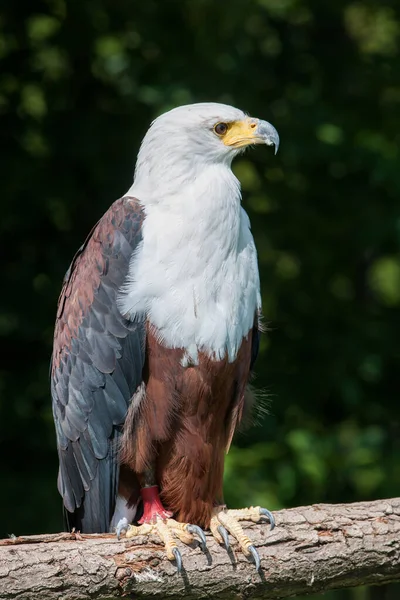 Afrikanischer Fischadler Haliaeetus Vocifer — Stockfoto