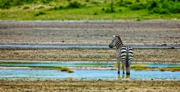 Zebras Serengeti Nationalpark Tansania — Stockfoto