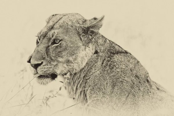 African Female Lion Hlane National Park Swaziland — Stock Photo, Image