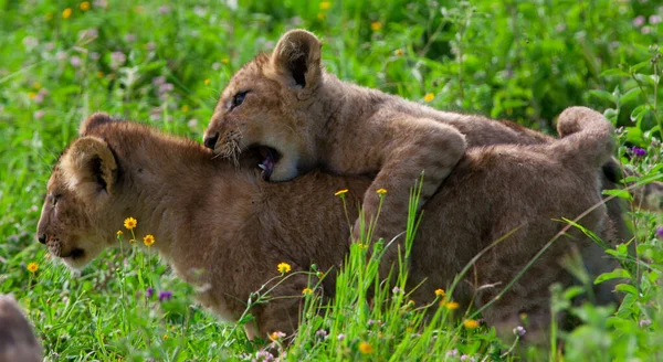 Λιονταράκια Στο Γρασίδι Στον Κρατήρα Ngorongoro Της Τανζανίας — Φωτογραφία Αρχείου