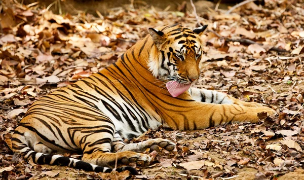 Tigre Del Bengala Nel Parco Nazionale Del Bandhavgarh India — Foto Stock