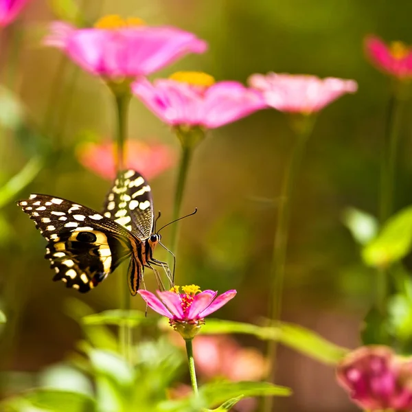 Smuk Sommerfugl Hviler Blomst Lake Manyara National Park Tanzania - Stock-foto