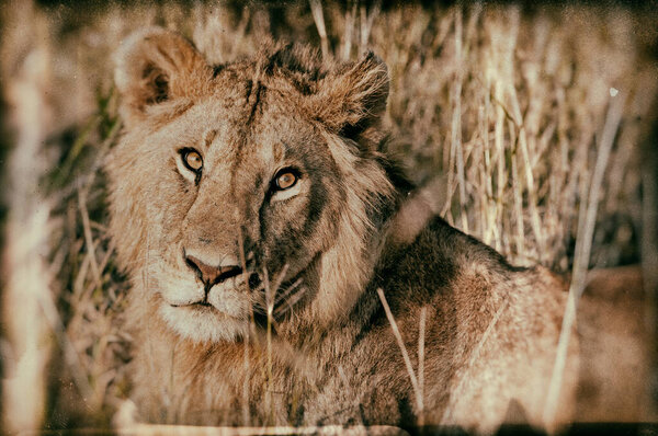 Vintage style image of an African Lion in the Maasai Mara National Park, Kenya