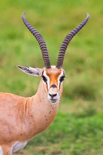 Ciervo Impala Parque Nacional Del Serengeti Tanzania — Foto de Stock