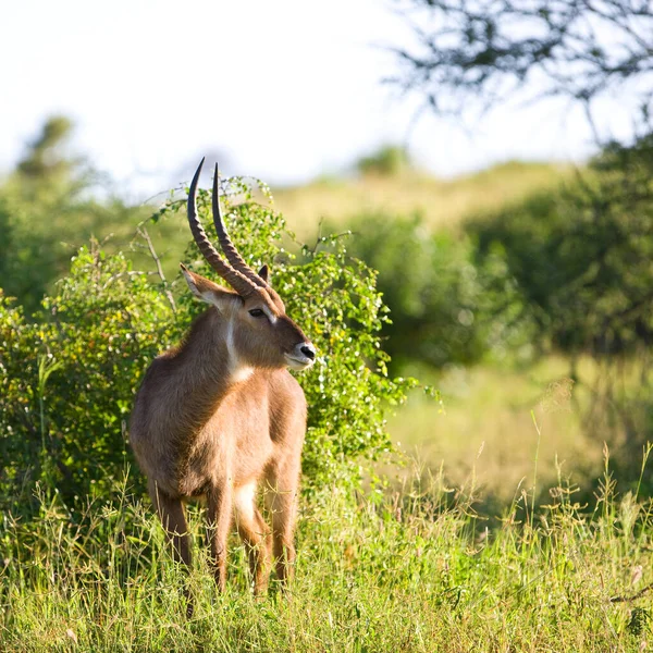 Veado Impala Parque Nacional Serengeti Tanzânia — Fotografia de Stock