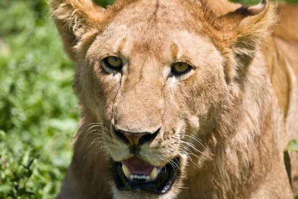 Leona Parque Nacional Del Serengeti Tanzania —  Fotos de Stock