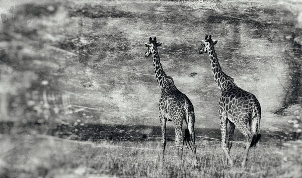 Girafas Giraffa Camelopardalis Delta Okavango Botsuana África — Fotografia de Stock