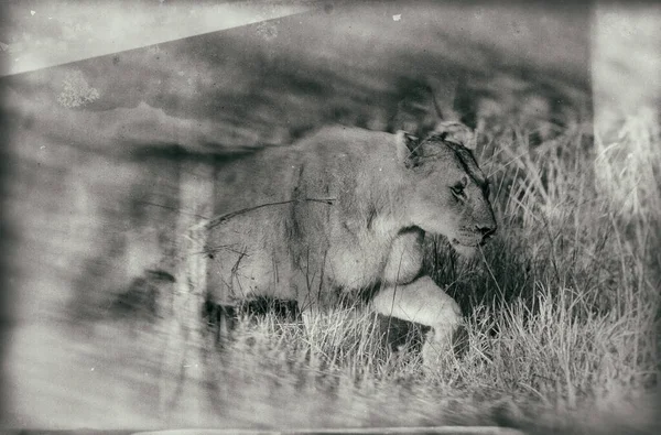 Leone Femmina Africano Nel Parco Nazionale Hlane Swaziland — Foto Stock