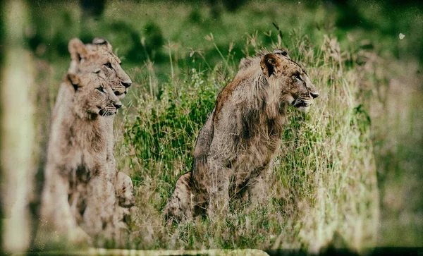 young lions in the Nakuru National Park, Kenya
