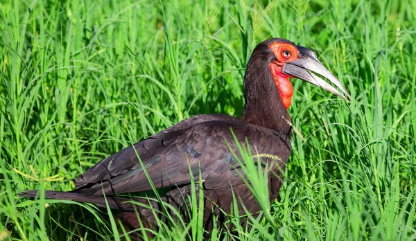 Closeup Shot Black Heron Grass — Stock Photo, Image