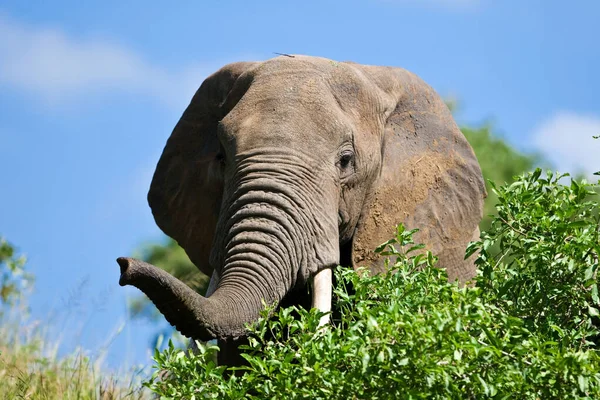 Éléphant Afrique Dans Parc National Tarangire Tanzanie — Photo