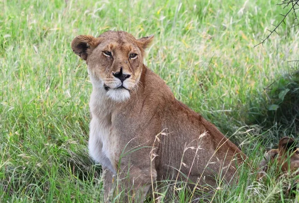 Afrikansk Kvinnelig Løve Hlane Nasjonalpark Swaziland – stockfoto