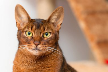 Habeş soyundan güzel bir kedinin portresi.