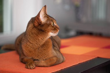 Masada yatan Habeş cinsinden güzel bir kedinin fotoğrafı. 